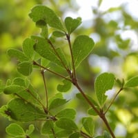 بذور شجرة ترمناليا منتالي ( Terminalia mantaly )