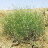 بذور الثمام - الدخن ( panicum turgidum )