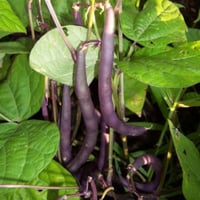 بذور الفاصوليا الارجوانية ( Phaseolus vulgaris )