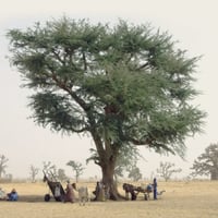بذور شجرة الصمغ العربي - الهشاب ( Acacia senegal )