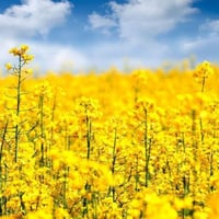 بذور نبات السلجم الزيتي ( brassica napus )