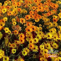 بذور الاقحوان الافريقي برتقالي واصفر ( Dimorphothe...