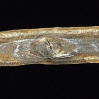 بذور شجيرة تيكوماريا ( Tecomaria Capensis )