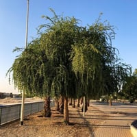 بذور شجرة الهجليج - اللالوب - تمر الصحراء ( Balani...