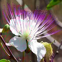 بذور الشفلح - القبّار ( Capparis spinosa )