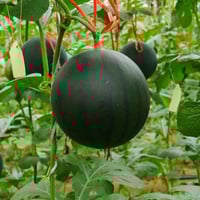 بذور البطيخ الاصفر الكروي ( Citrullus lanatus )