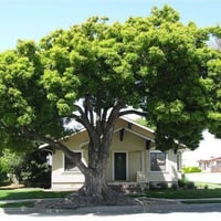 بذور الكافور - الكين ‬‫الليموني ( Eucalyptus citri...