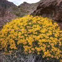 بذور شجيرة انسيليا العطرية ( Encelia farinosa )