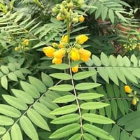 ‫بذور شجرة الجاكرندا الصفراء - ابو المكارم‬ ( Tipu...