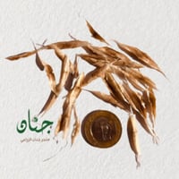 بذور شجرة كاتالبا الفول الهندي ( Catalpa bignonioi...