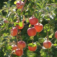 بذور شجيرة التفاح القزمي ( Malus pumila )