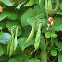 بذور الفاصوليا الحمراء ( Phaseolus vulgaris )