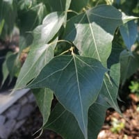 بذور شجرة استركوليا مخمسة ( Brachychiton populneus...