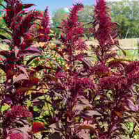 بذور الأمارنتس الأحمر - القطيفة الحمراء ( Amaranth...