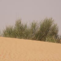 بذور المرخ ( Leptadenia pyrotechnica )