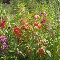 ‫بذور زهرة بلسمينا ( Impatiens balsamina )