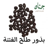 بذور طلح الفتنة ( Acacia farnesiana )