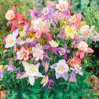 ‫بذور زهرة الحوض الأنقولية ( aquilegia caerulea )
