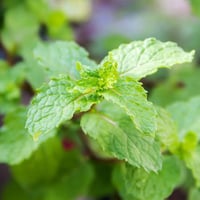 بذور النعناع البلدي ( Mentha )