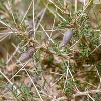 بذور شجيرة الكتاد - القتاد ( Astragalus spinosus )