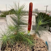 بذور شجرة الصنوبر الهندي ( Pinus roxburghii )