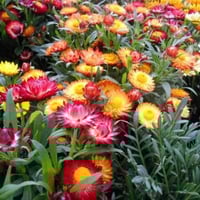 بذور زهرة الخلود - هليكريزم مزدوجة ( Helichrysum b...