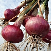 بذور البصل الأحمر ( Allium cepa )
