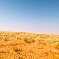 بذور عشبة السبط ( Stipagrostis drarii )