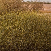 بذور القرضي ( Ochradenus baccatus )