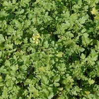بذور نبات السلجم الزيتي ( brassica napus )