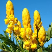 بذور كاسيا ألاتا - كاسيا شمعدان ( Senna alata )