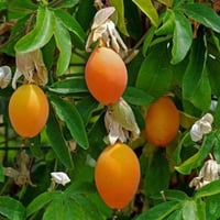 بذور الباشن فروت الأصفر - زهرة الساعة ( Passiflora...