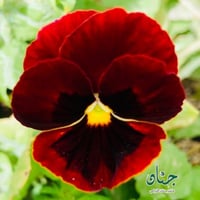 بذور زهرة بانسي الحمراء - بنفسج الثالوث ( Viola x...