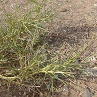 بذور القرضي ( Ochradenus baccatus )