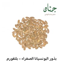 بذور شجرة البونسيانا الصفراء - بلتفورم ( Peltophor...