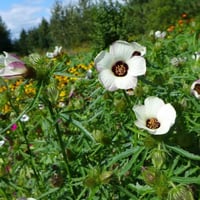 بذور الهيبسكس الافريقي ( hibiscus trionum )