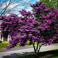‫بذور تمر حنا بنفسجي - لاجستروميا ( Lagerstroemia...