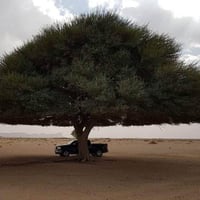 بذور شجرة الطلح العراقي ( Acacia gerrardii var.ira...