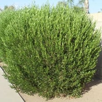 بذور شجيرة الدودونيا ( Dodonaea )