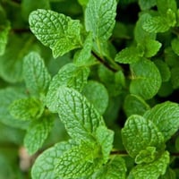 بذور النعناع البلدي ( Mentha )