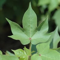 بذور شجيرة القطن المكسيكي ( Gossypium hirsutum )