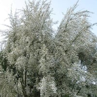 بذور شجيرة الرتم ( Retama raetam )