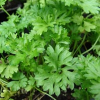 بذور نبات البقدونس ( Petroselinum crispum )