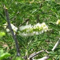بذور شجرة الصمغ العربي - الهشاب ( Acacia senegal )