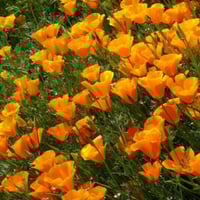 بذور زهور ديدحان كاليفورنيا البرتقالي ( Eschscholz...