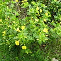 بذور زهرة شب الليل الصفراء - الساعة الرابعة ( Mira...