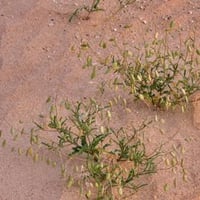 بذور عشبة القليقلان ( Savignya Parviflora )