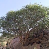 بذور شجرة طلح الضهيان - العسق ( Acacia asak )