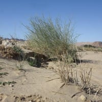 بذور شجيرة القزوح - العلجان ( deverra triradiata )