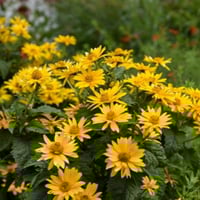 بذور دوار الشمس الكاذب - اوكسي ( Heliopsis heliant...